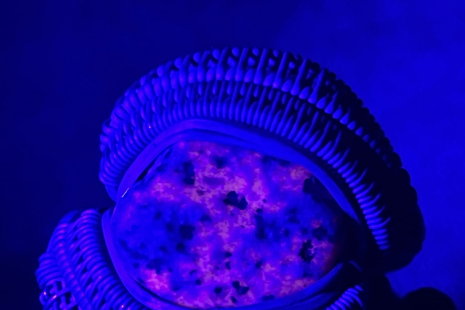 UV reactive Yooperlite Oxidized Silver Ring Size 10.5